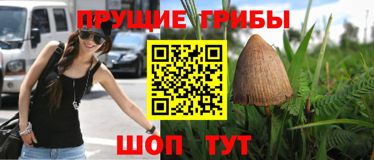 Псилоцибиновые грибы ЛСД  Вход с VPN  как найти   Кувандык  Псилоцибиновые грибы Psilocybe 